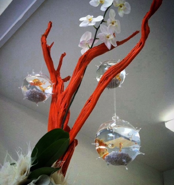 Phalaenopsis Orchids, Hanging Glass Balls, Water, Rocks and Fish