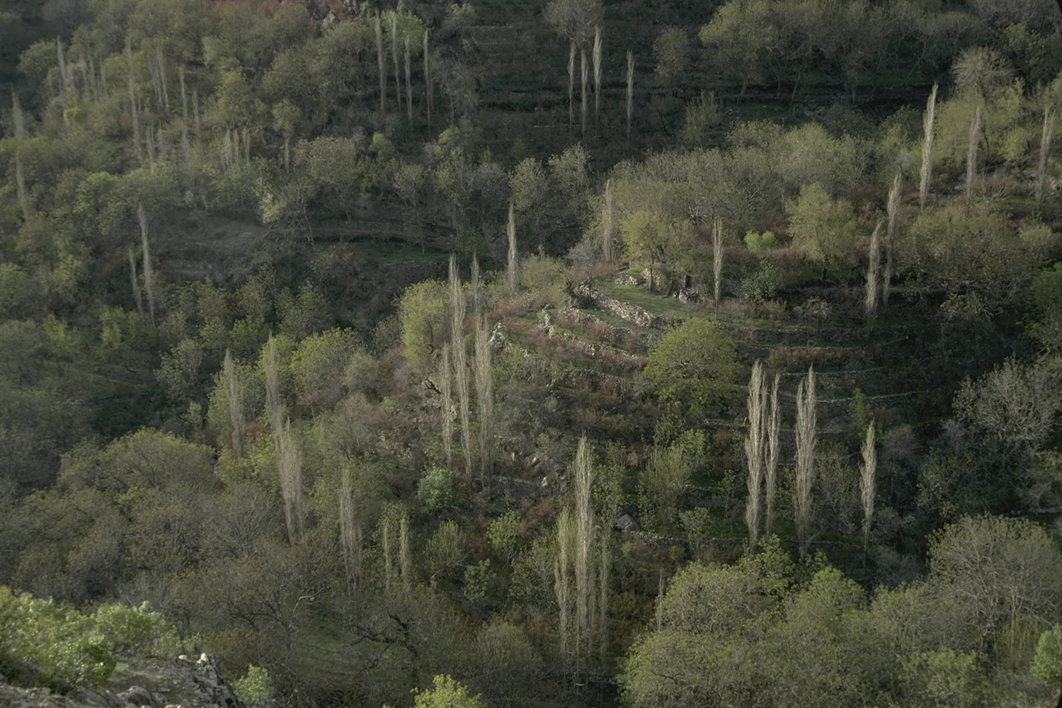 Terraced Hills, Iran