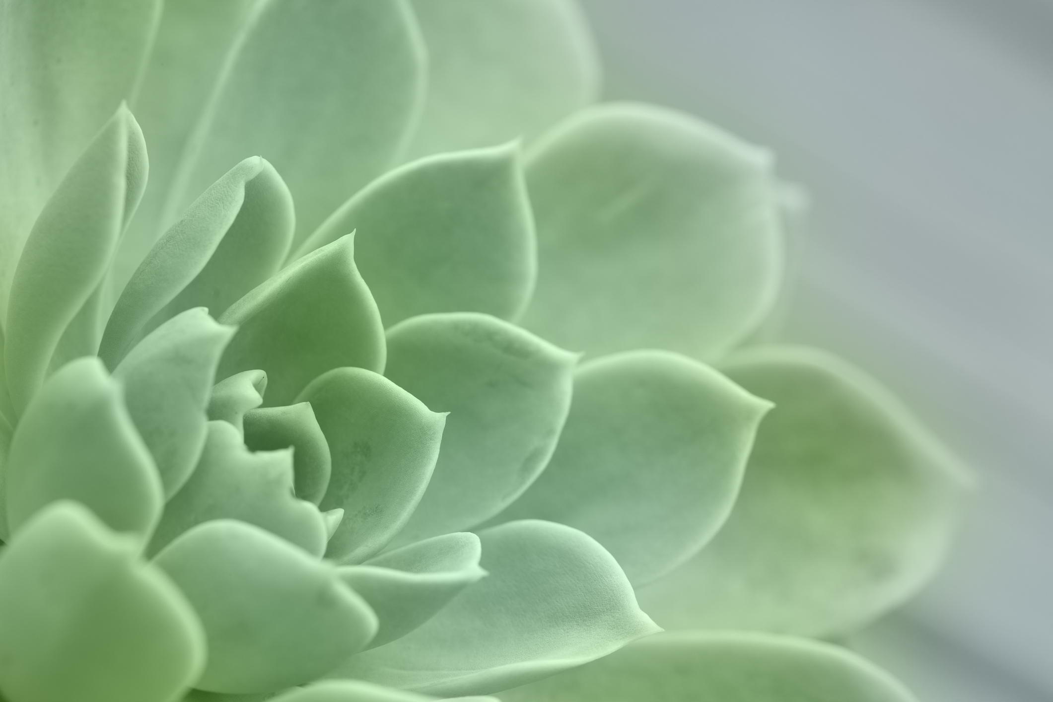 Desert Plant