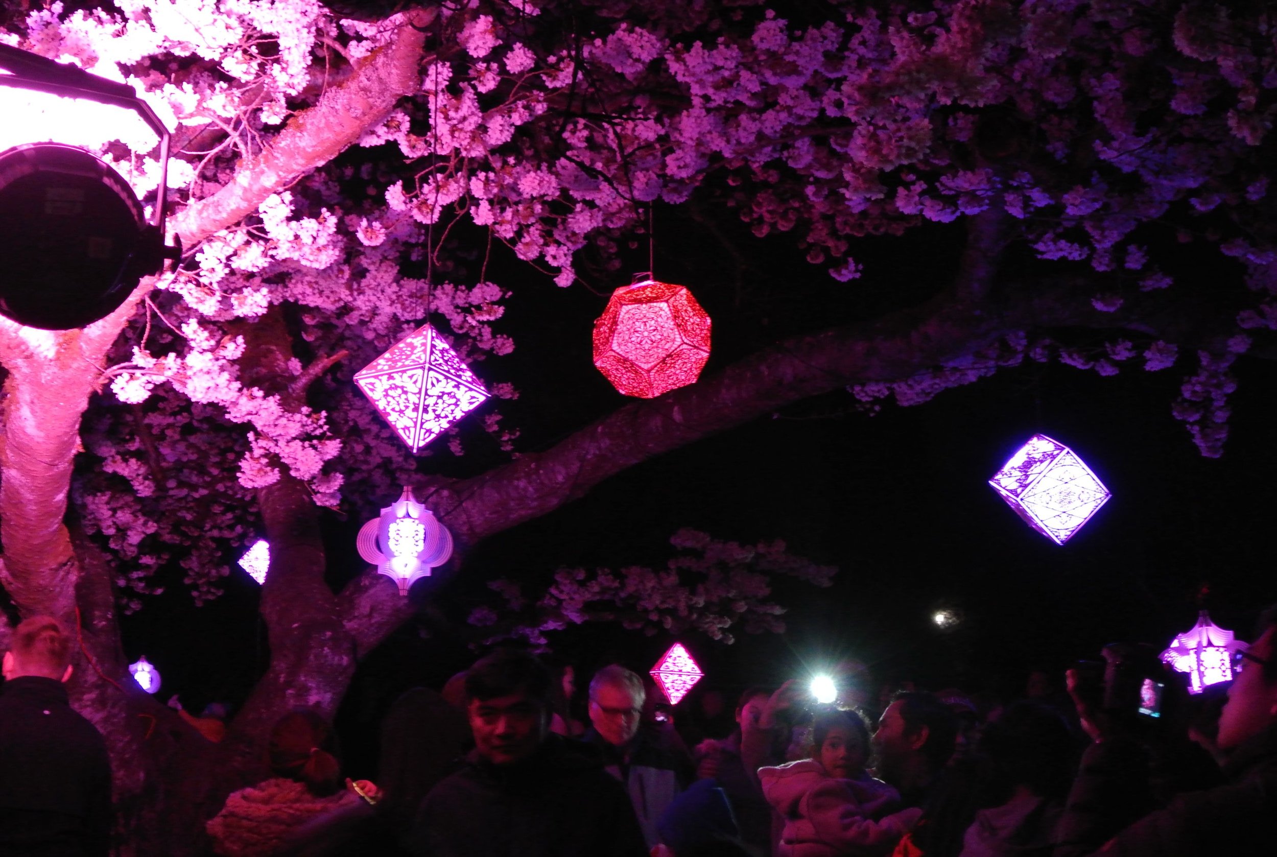 Cherry Blossom Festival09.jpg