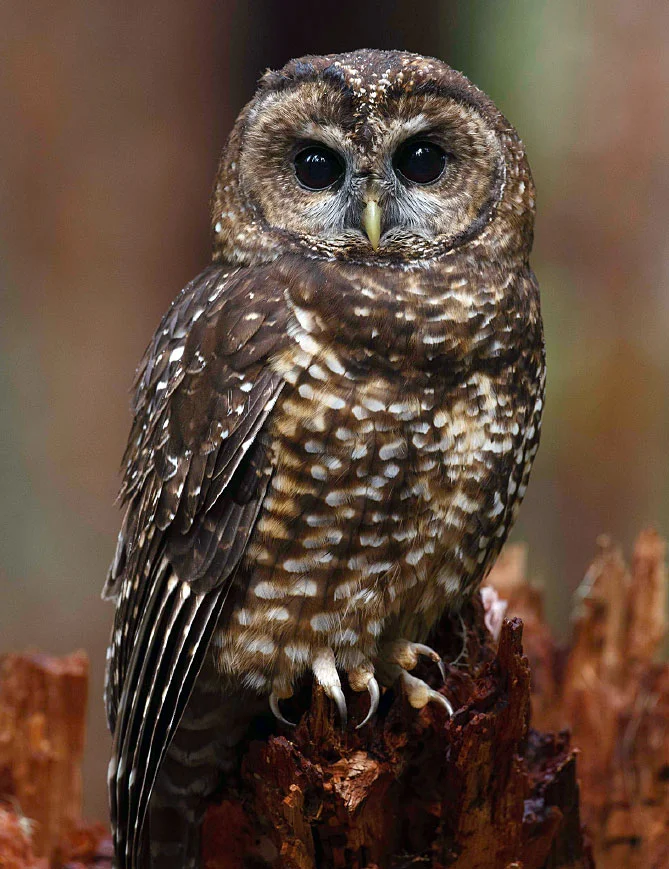 Толбот Шар Шувуу (Spotted Owl) Credit: All About Birds (2016)