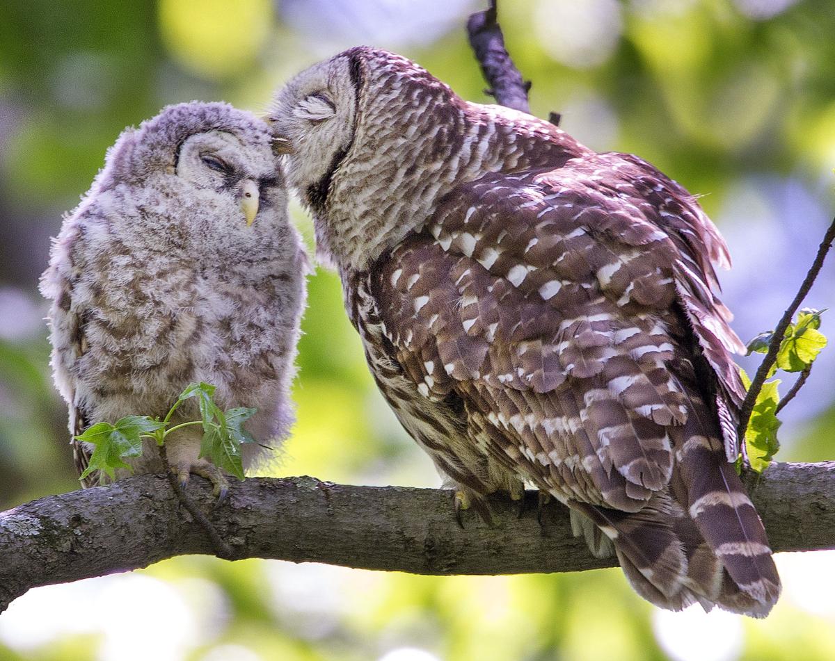 Бэгбаатар Credit: "Baby Barred Owls at Bog Garden” (2015)