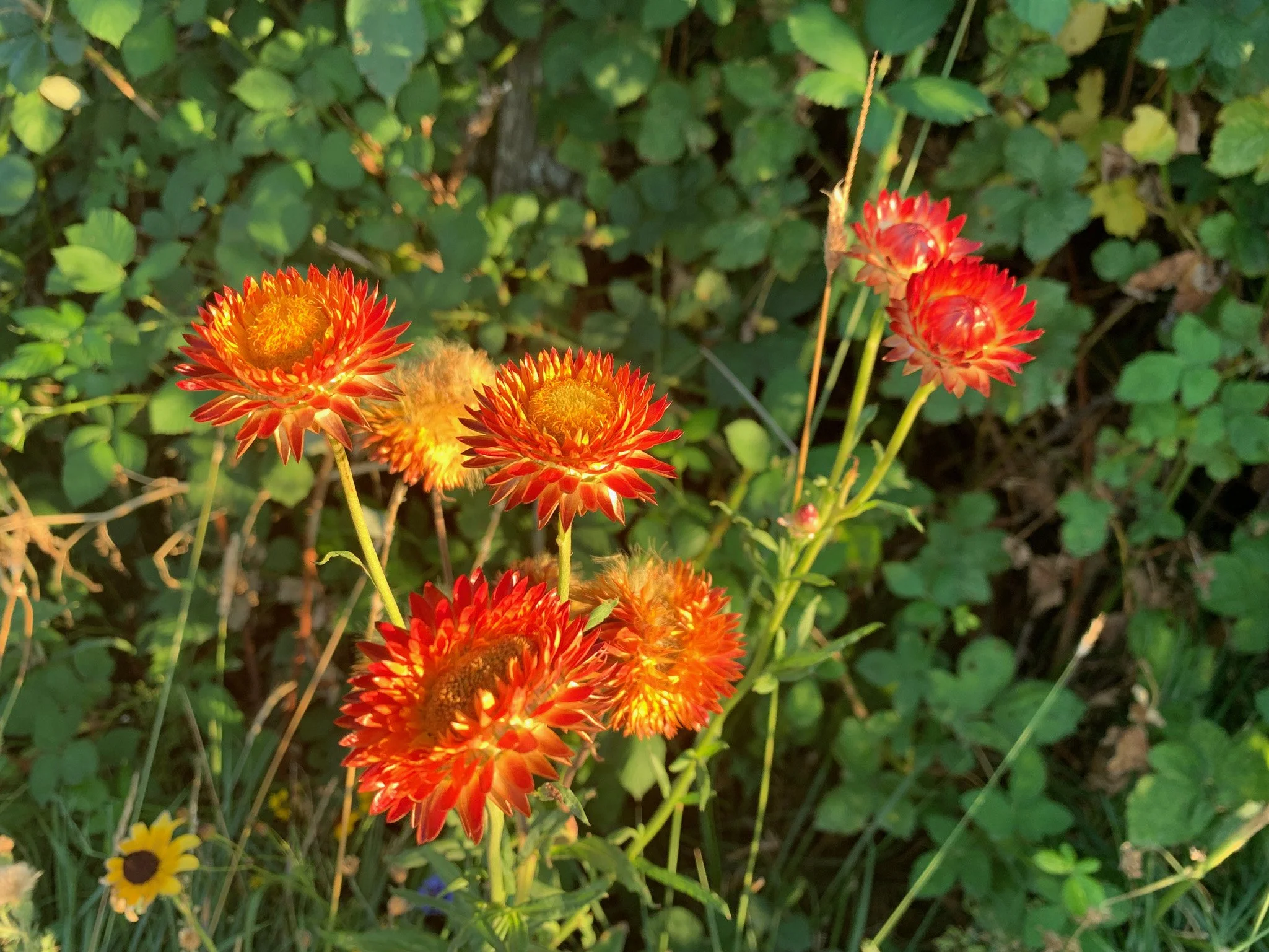 orange_flowers.jpg