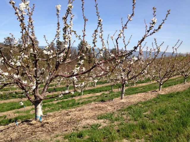 ORCHARD 3.jpg