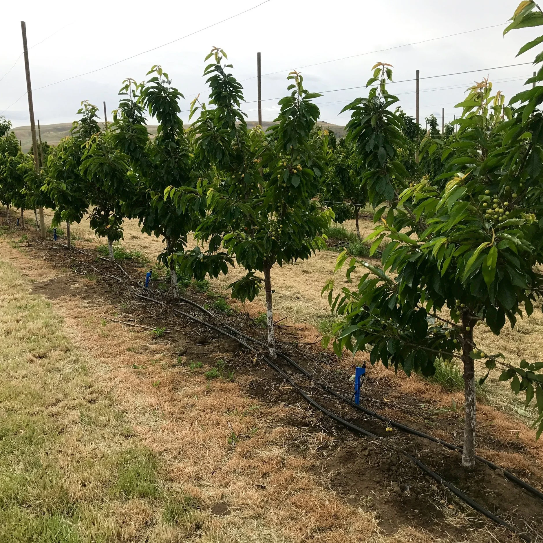 good+orchard+shot.jpg