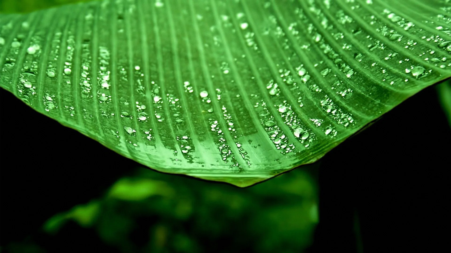 backgrounds-hd-desktop-63563wa27-1s-1920x1080.jpg