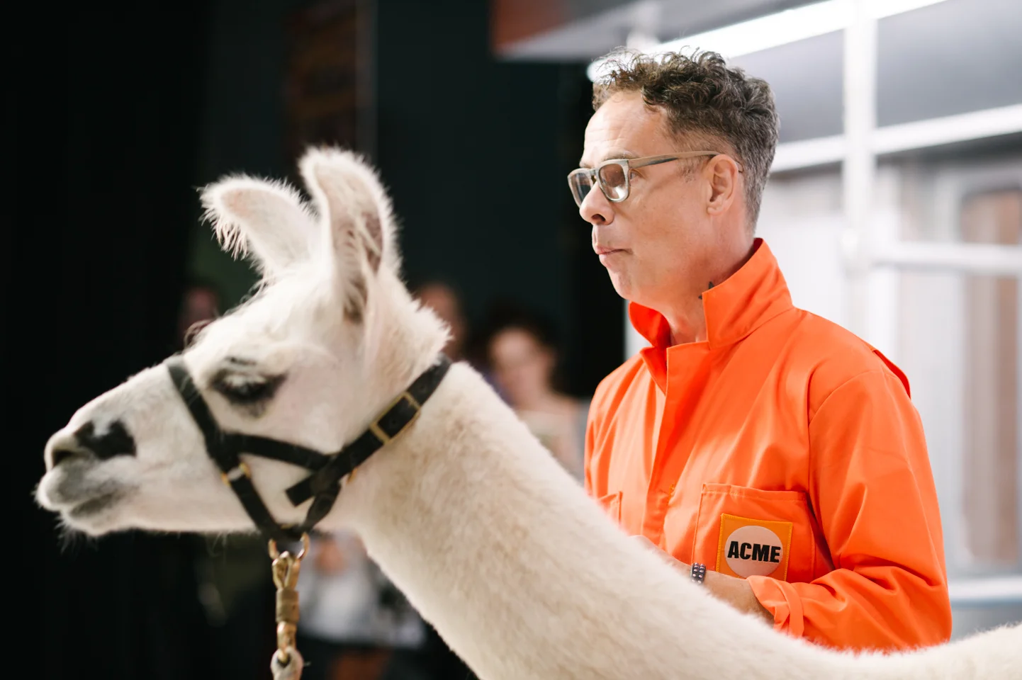 ACME Llama Party 2017