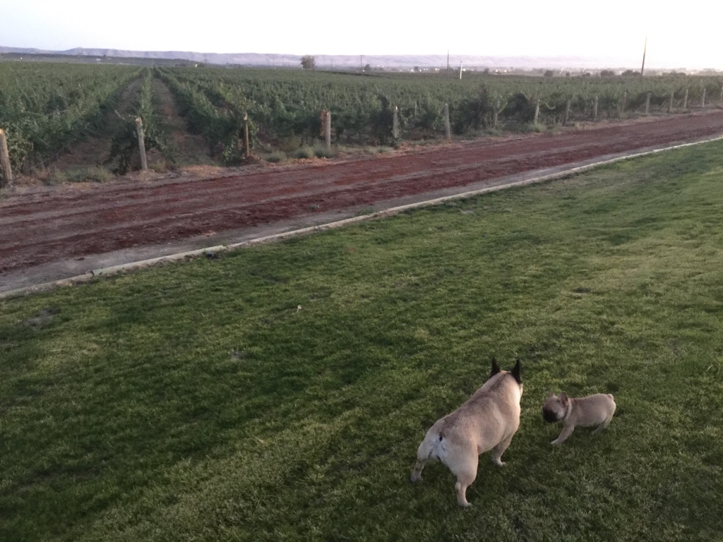 Airport Ranch