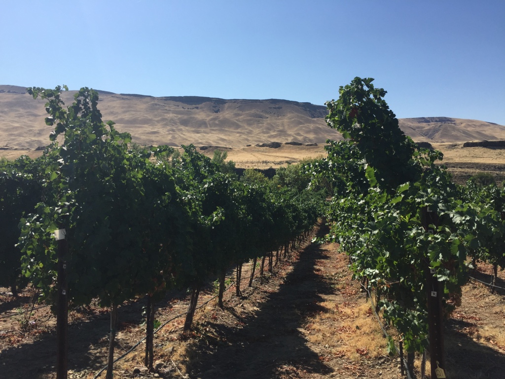 Roth Rock Vines