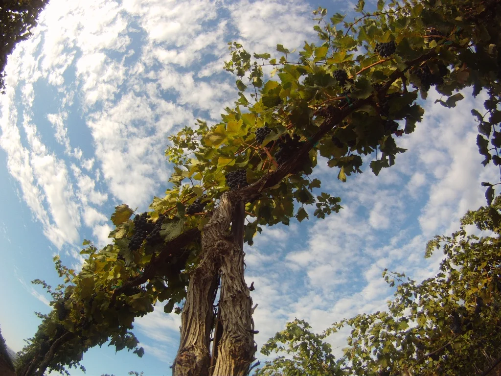 Stonetree Vine