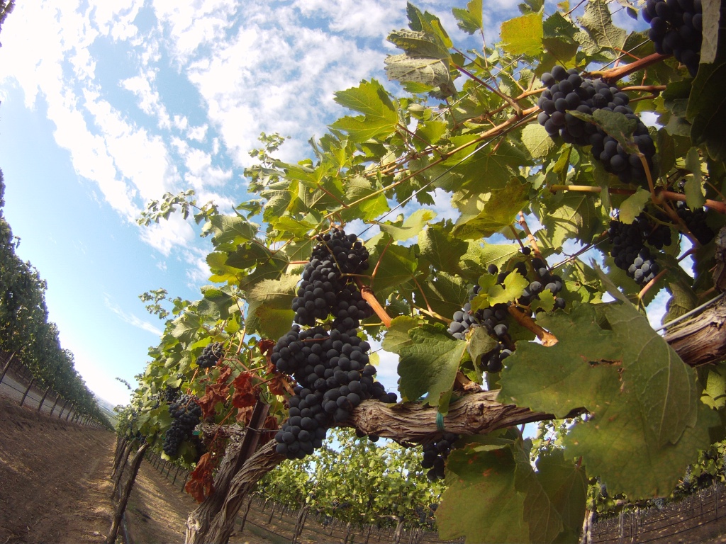 Stonetree Grapes