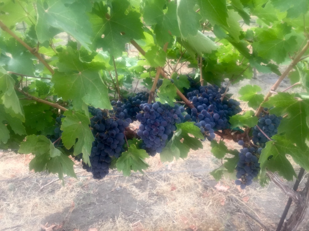 Tapteil Grapes