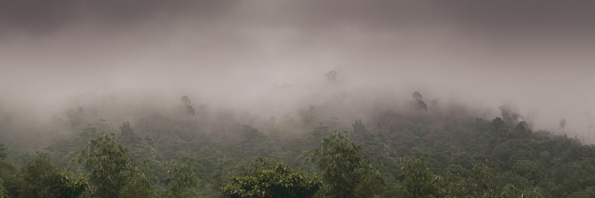 The Sumatran Wildlife Sanctuary is one of the many project sites OIC manages. Located on the eastern border of the Gunung Leuser Ecosystem in northern Sumatra.