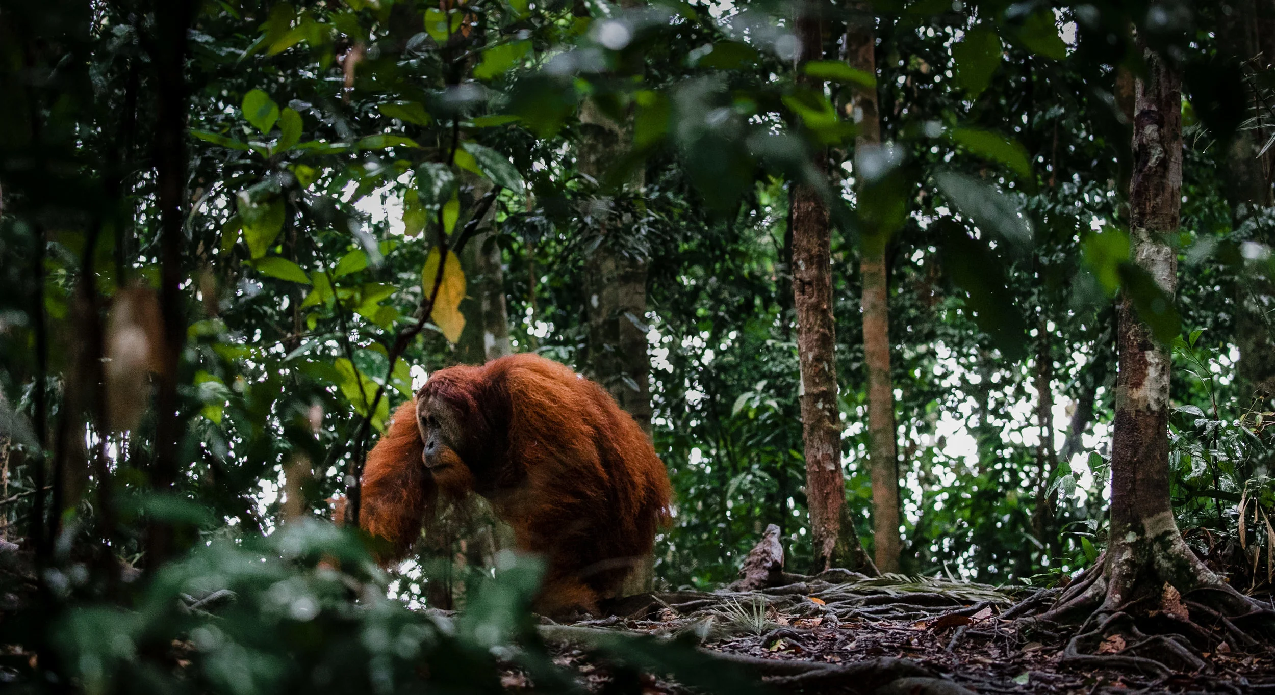 A wild, male Sumatran orangutan passes through the Gunung Leuser National Park in northern Sumatra. This park holds some of the most diverse ecosystems of the world.