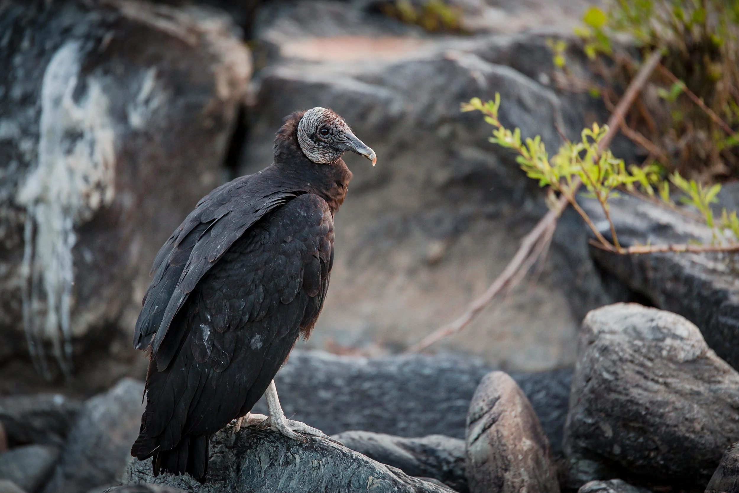 SS-Port-Wildlife-14.jpg