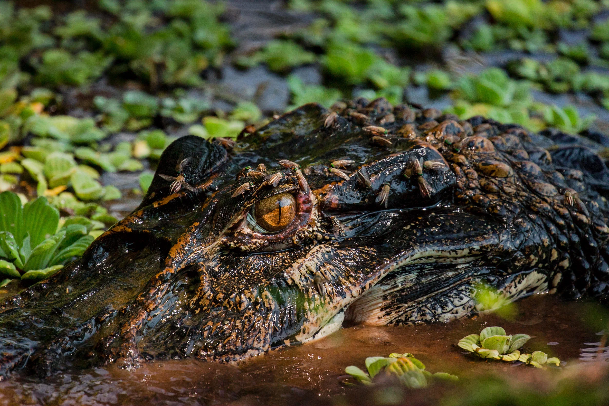 SS-Port-Wildlife-29.jpg