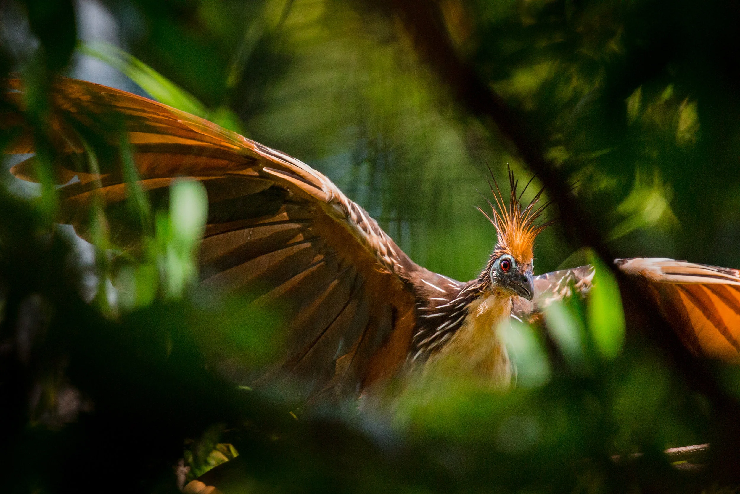SS-Port-Wildlife-30.jpg
