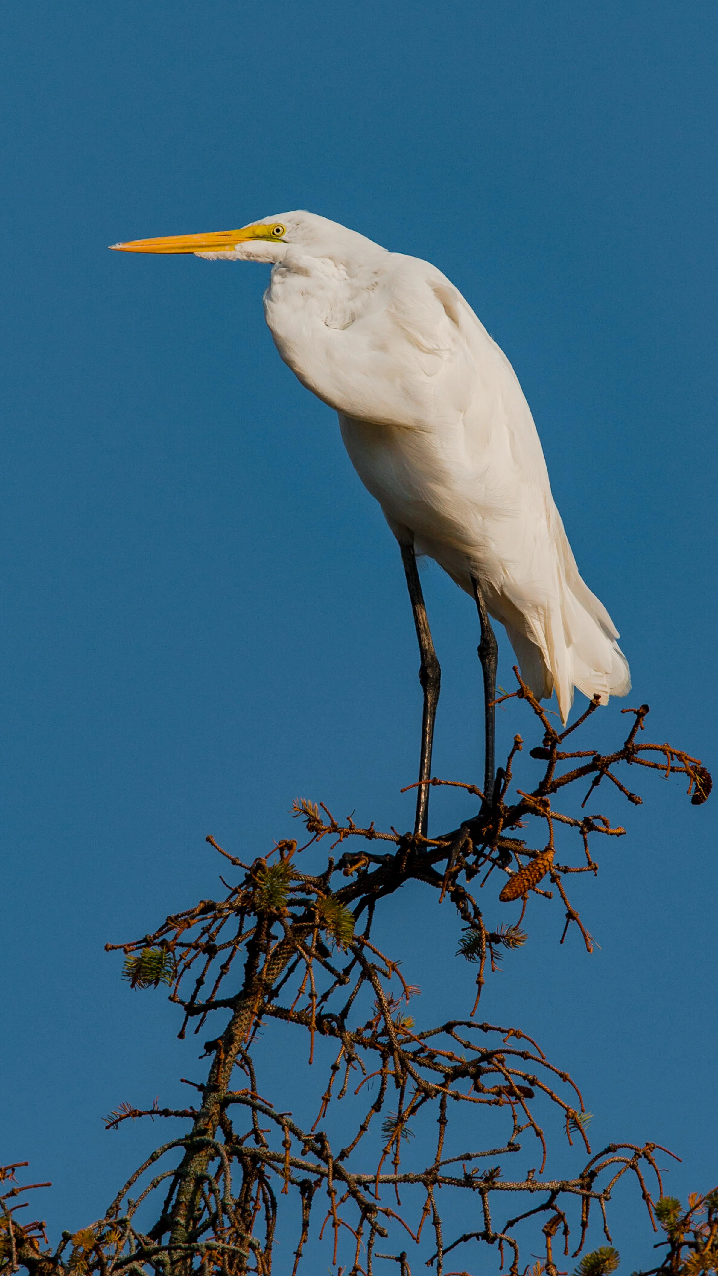 SS-Port-Wildlife-40.jpg