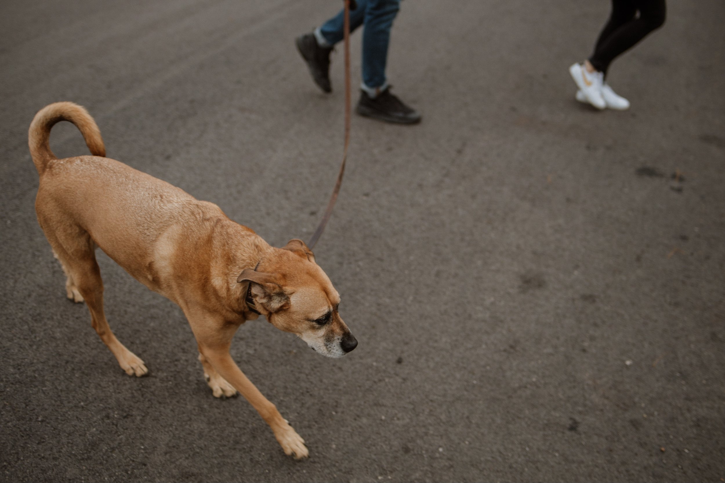 Walk-Jungle-Branch-Wedding-Asheville-Chicago-Elopement-Family-Wedding-Engagement-Dog-Pet-Photographer-44.jpg