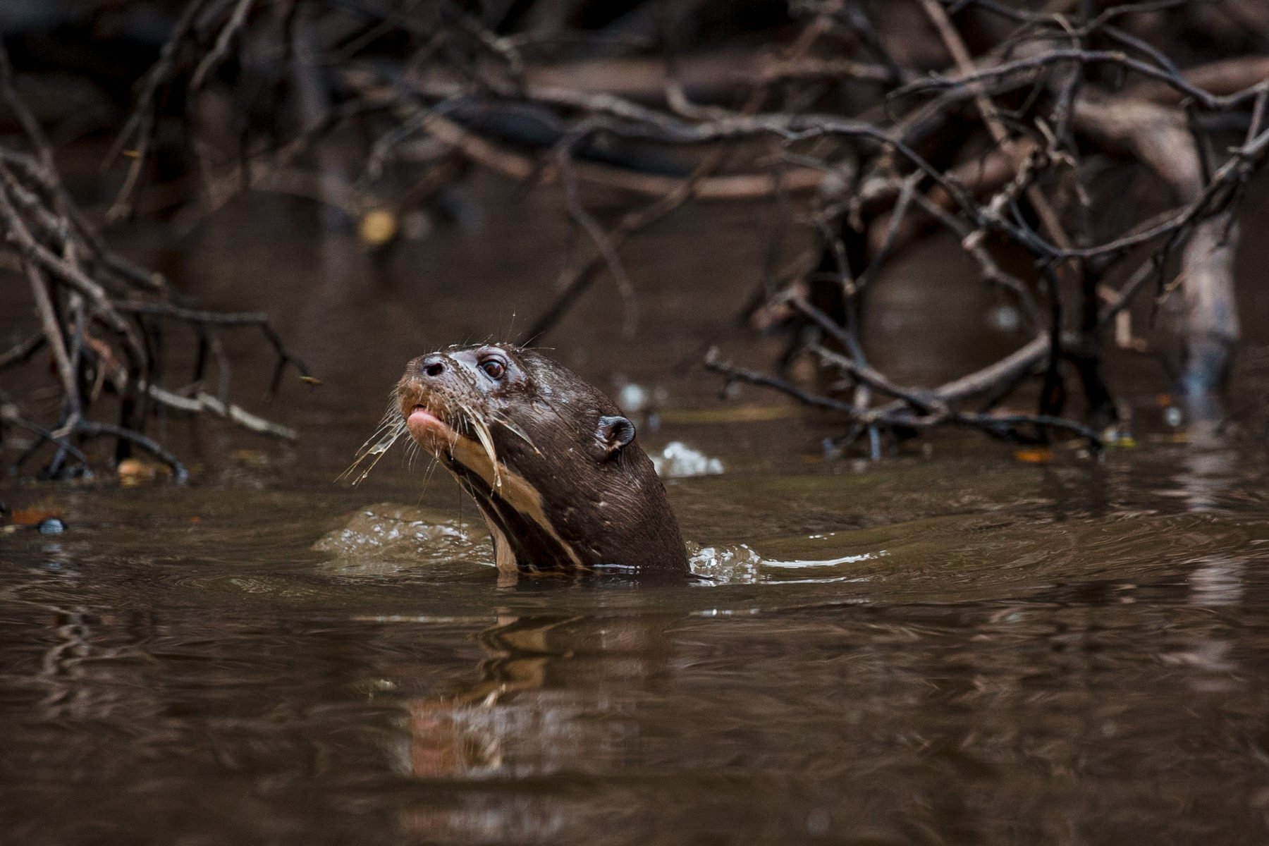 JB-Amazon-Otter-1.jpg