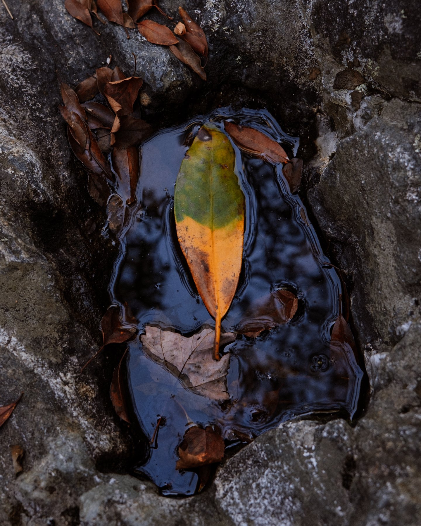 JB-Print-Portal-8x10-1.jpg