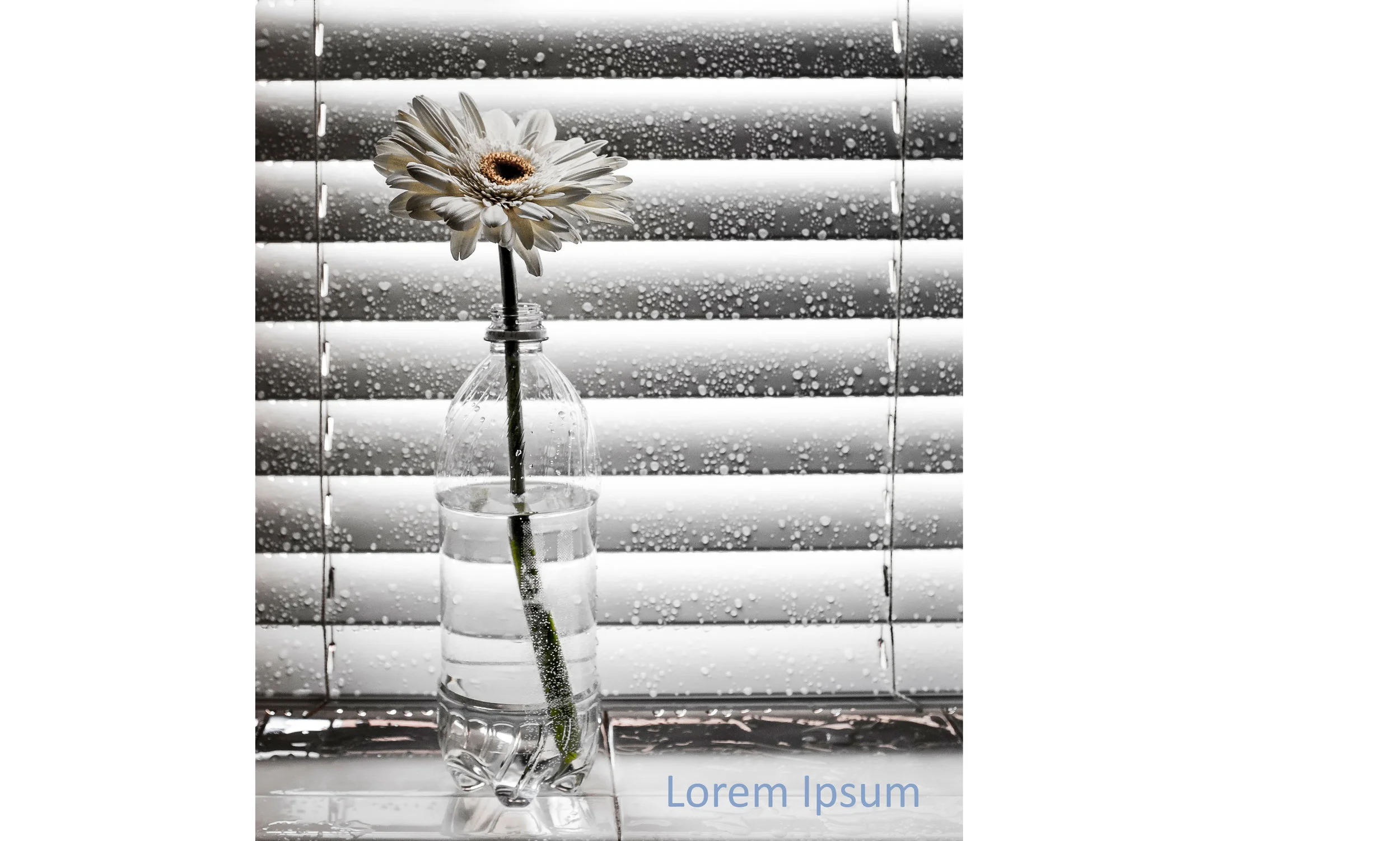 flower ipsum crop_2.jpg