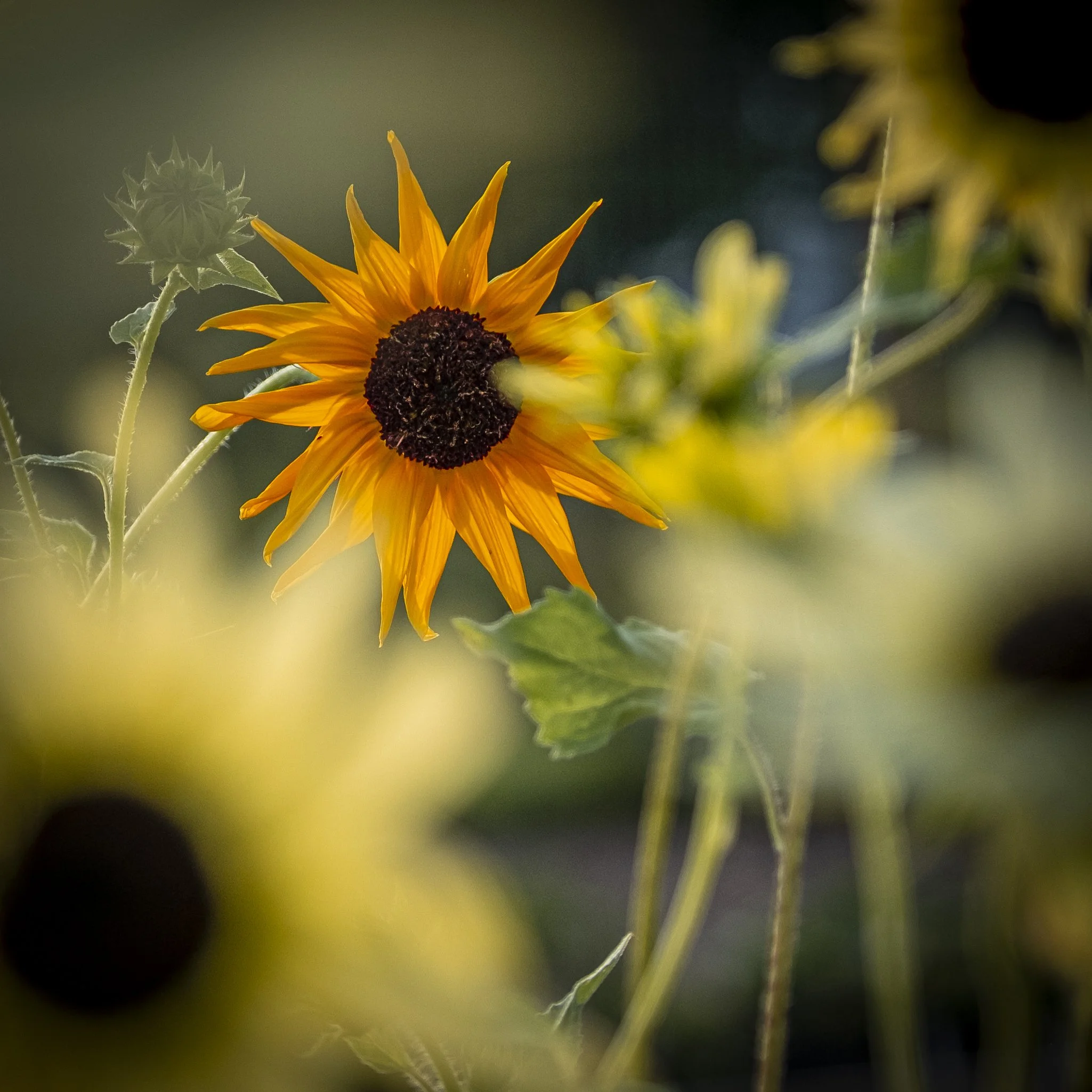JM Garden-3.jpg