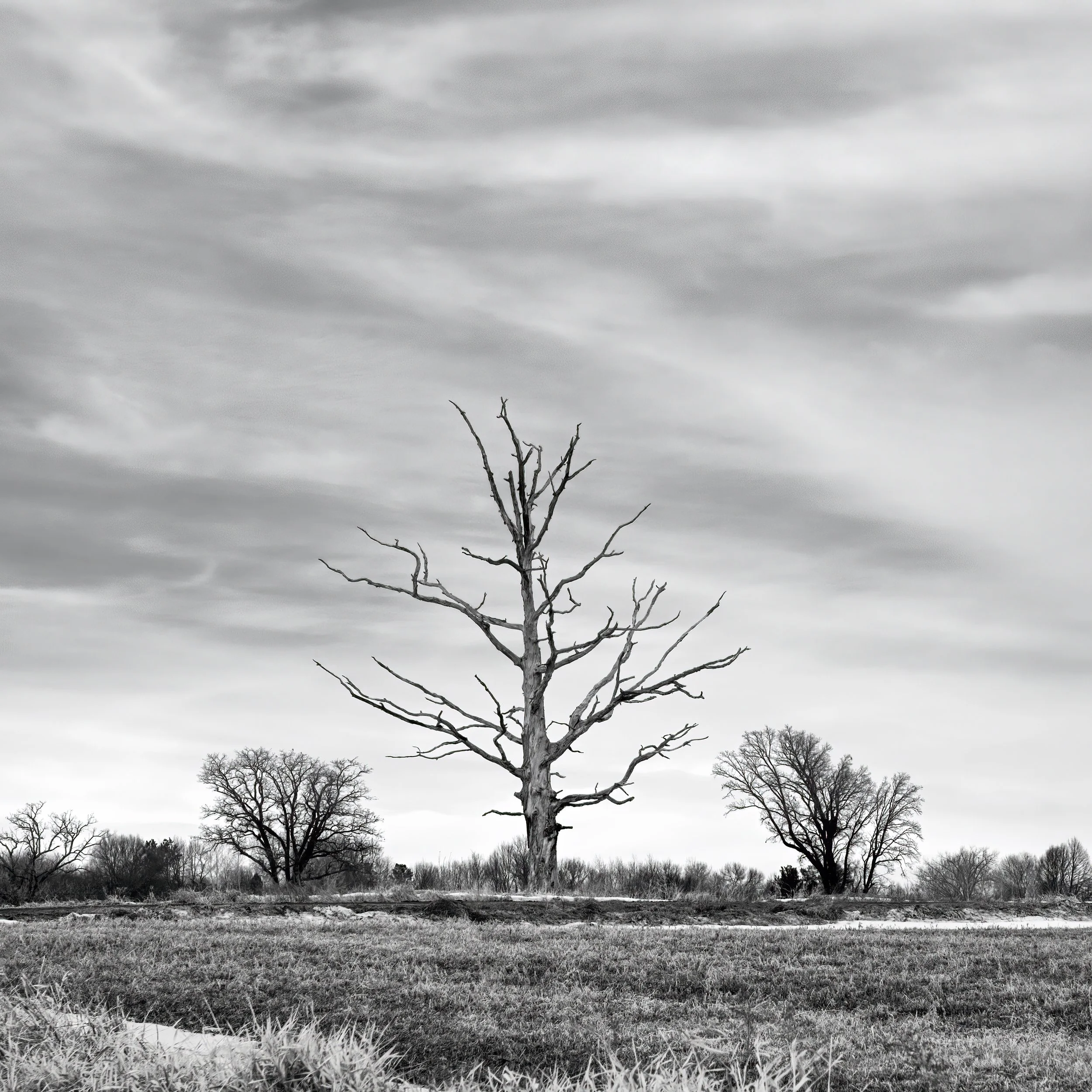 Heaton trees mar 26.jpg