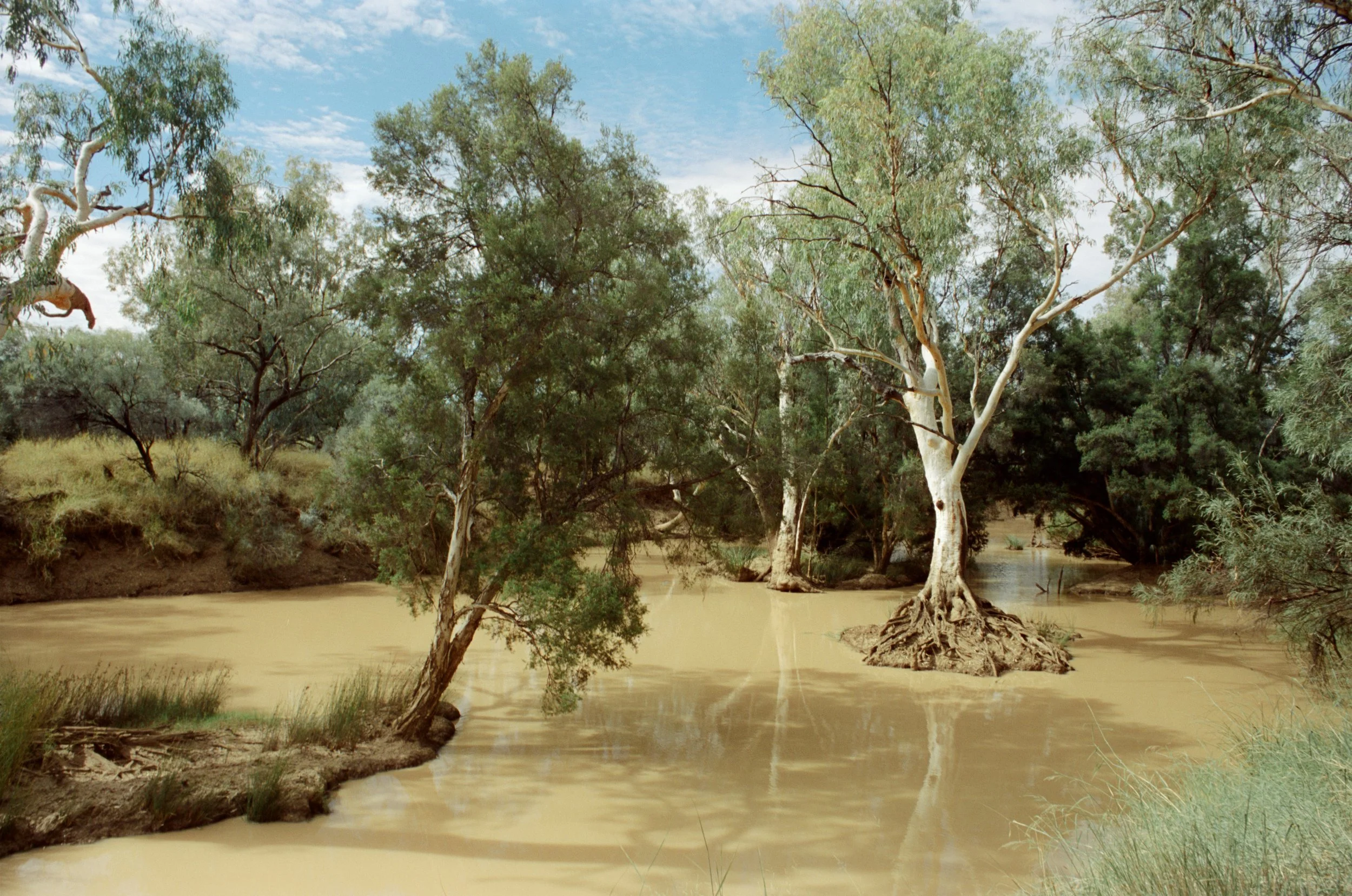 River red gum trees standing in muddy floodwater along an Australian outback river near Quilpie