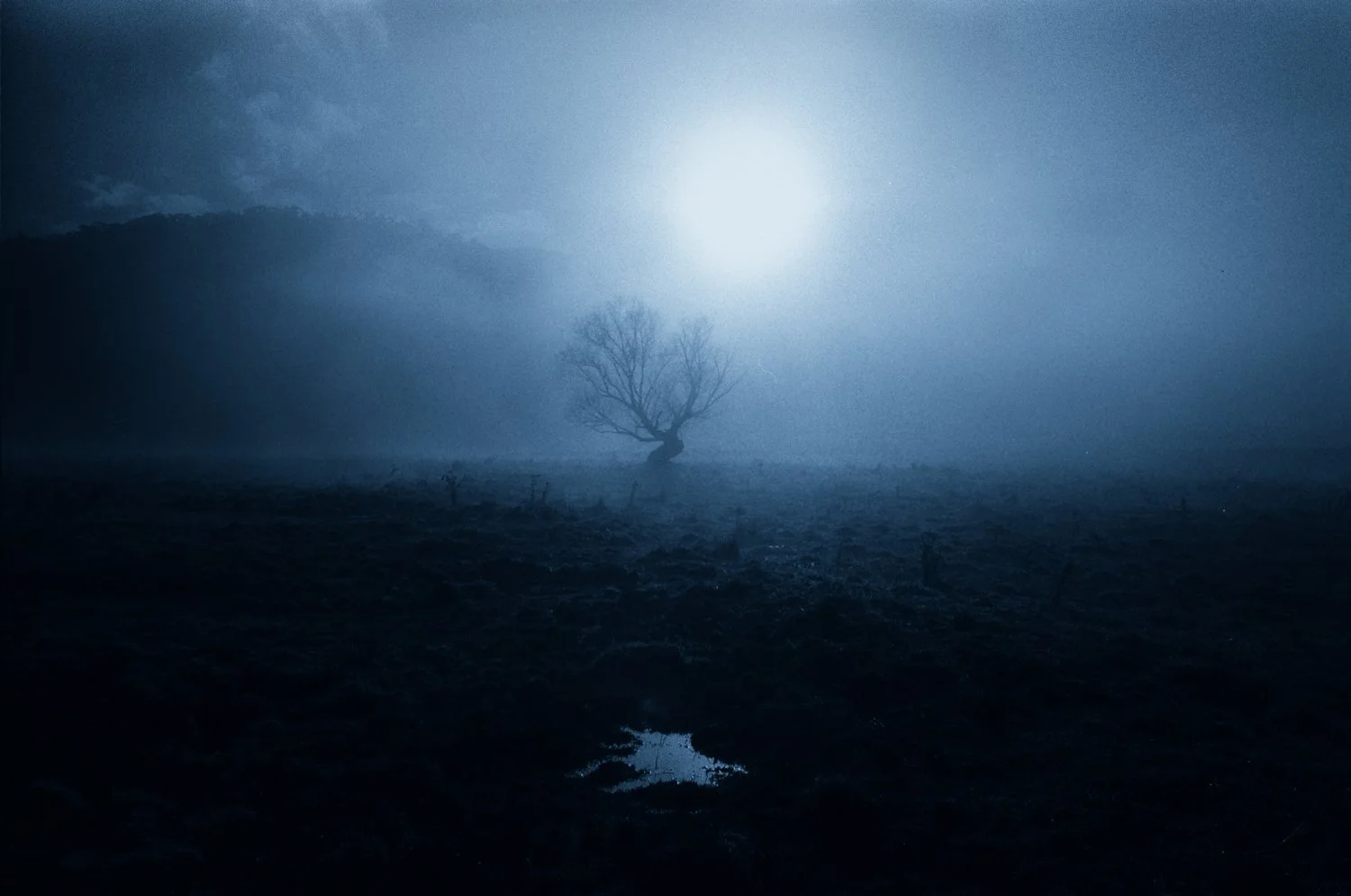 Moonlight Frost