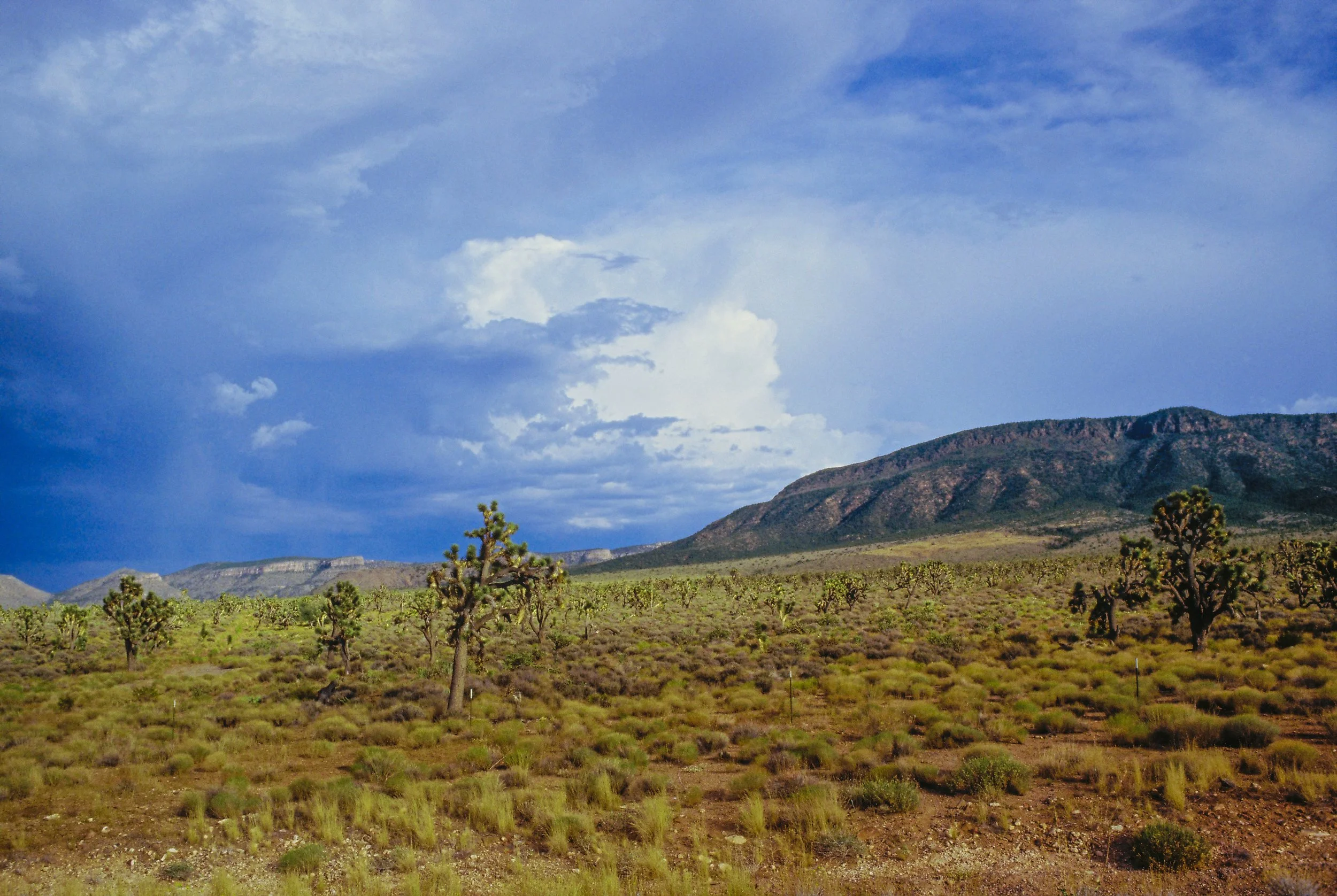Wide desert plain with scattered trees beneath towering storm clouds and distant mountains