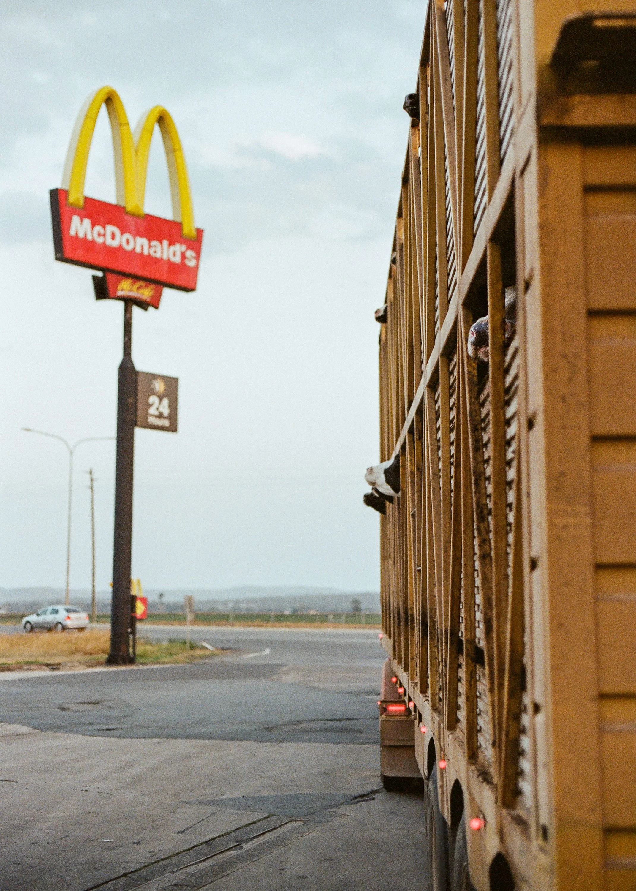 A cattle hauling trailer is parked in front of a McDonalds. Snouts of the Cattle are sticking out of the side.