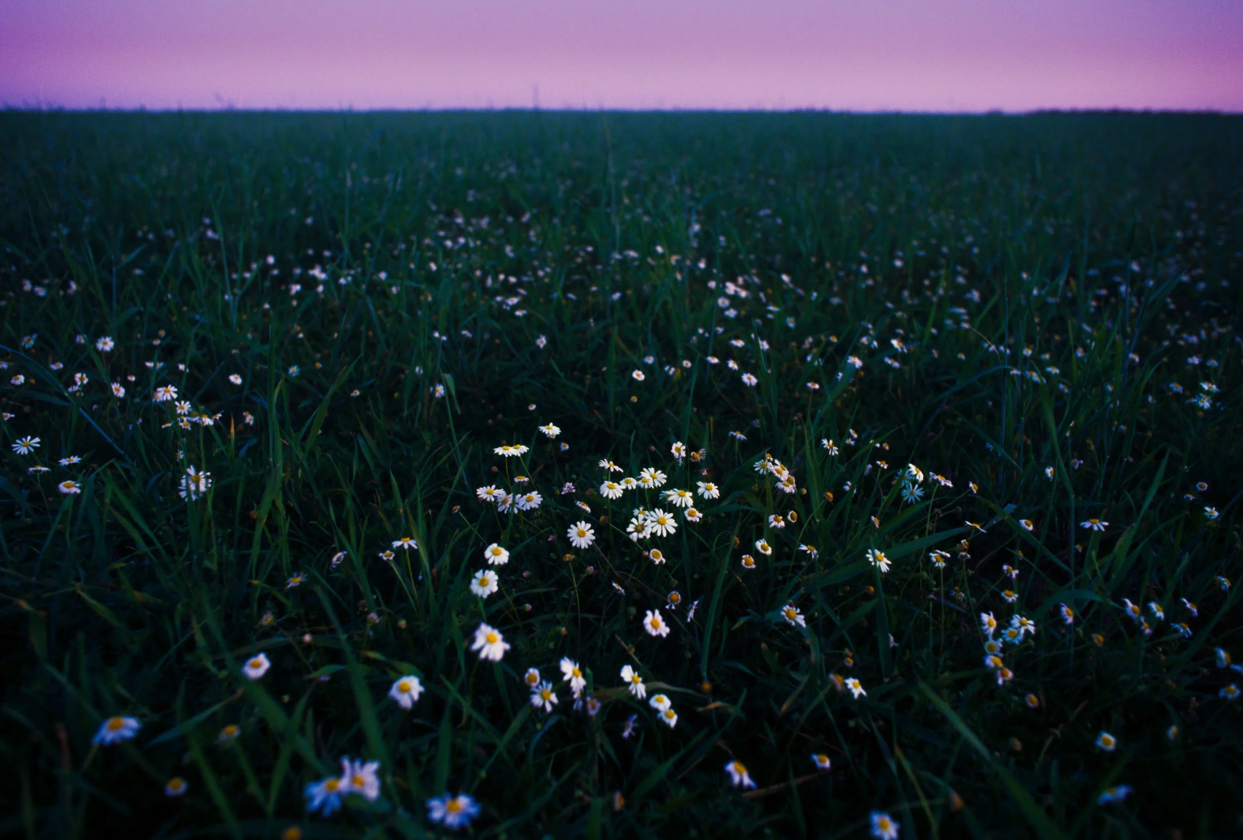 Field of wildflowers blooming across a rural Texas landscape under an open sky