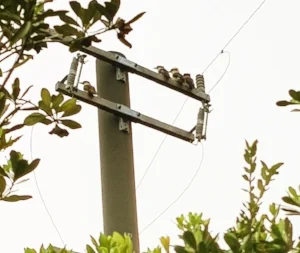 These four were seen (and heard all weekend) at North Cove on Monday so they are well and truly around.