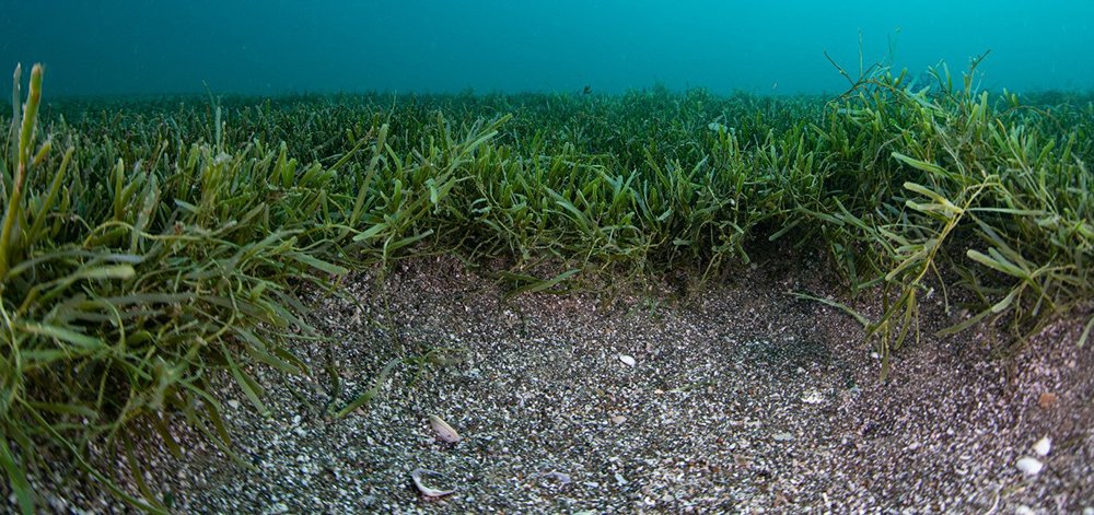 caulerpa-seaweed-on-the-bottom-of-the-ocean (1).jpg