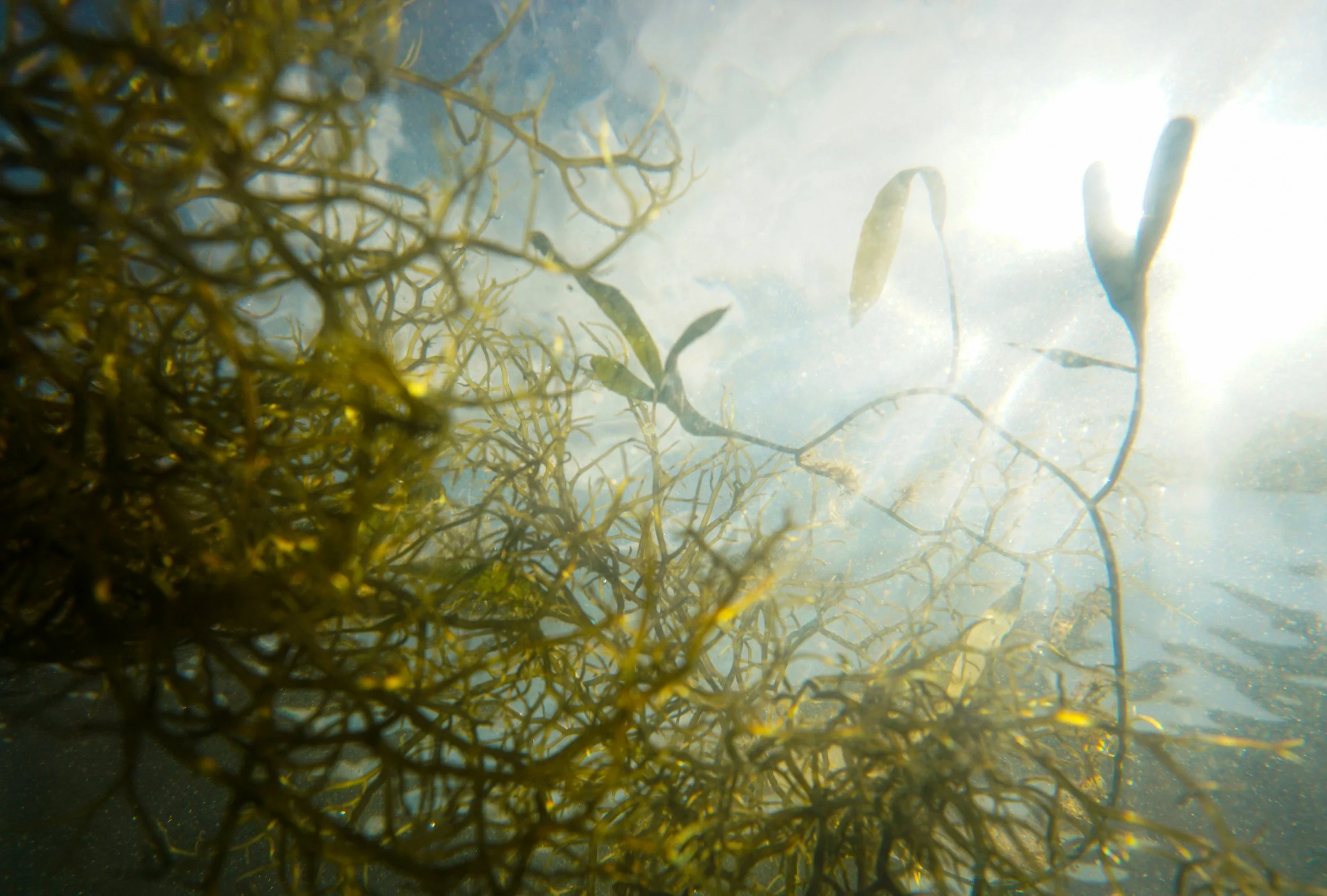 Caulerpa Talk at KBC Sunday 26th October