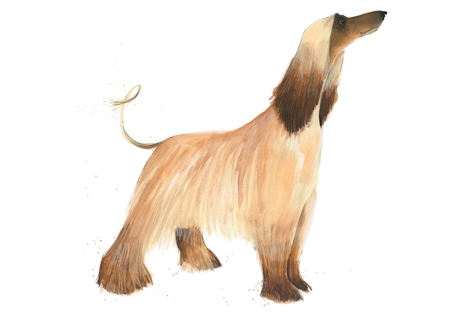 Afghan Hound