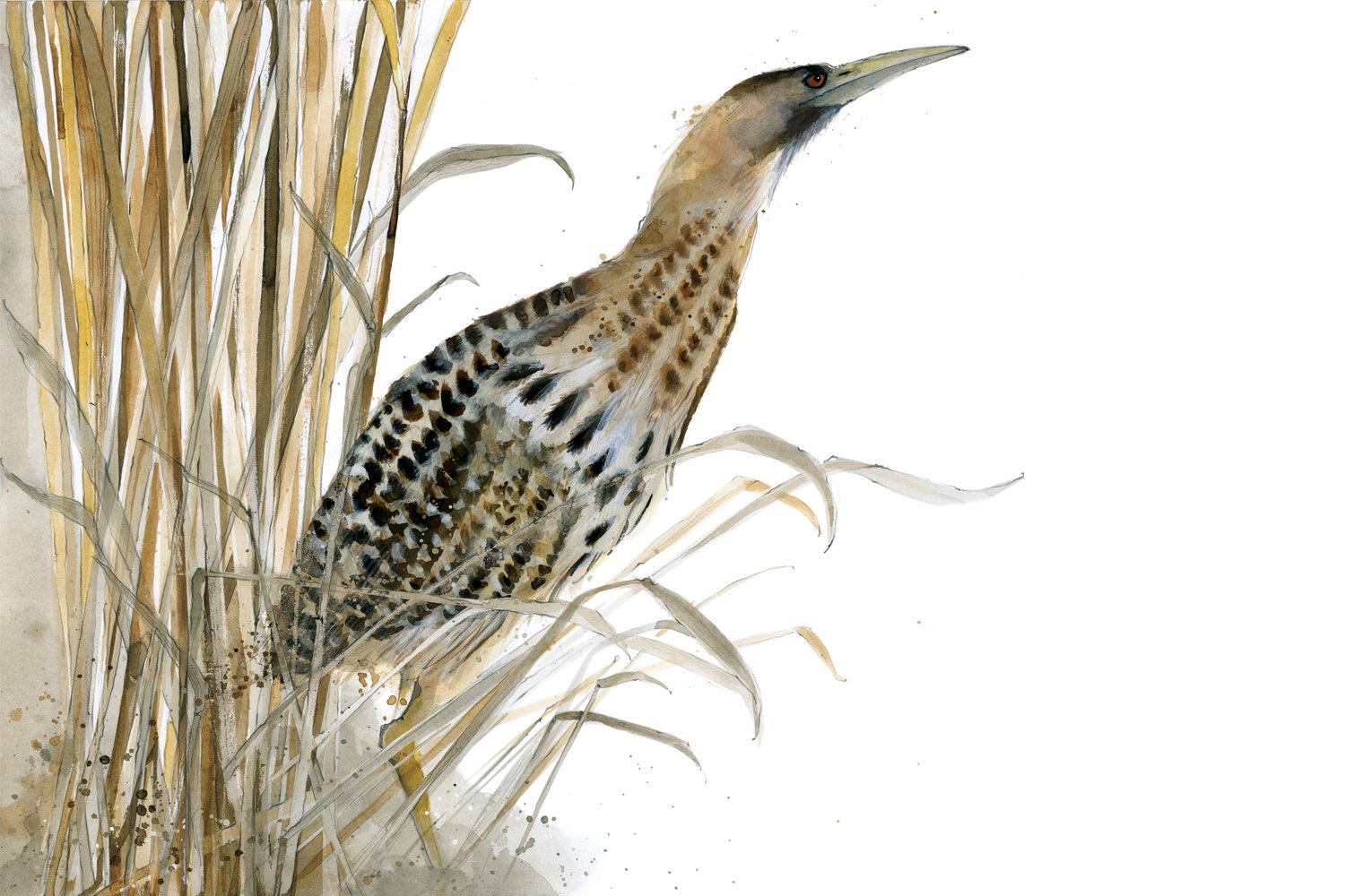 Bittern