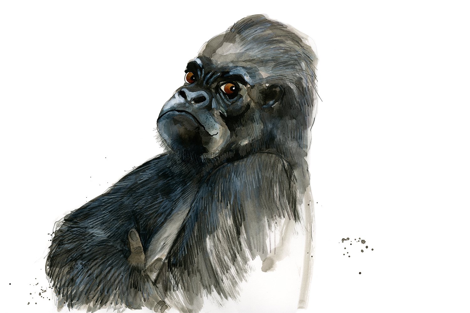 Gorilla