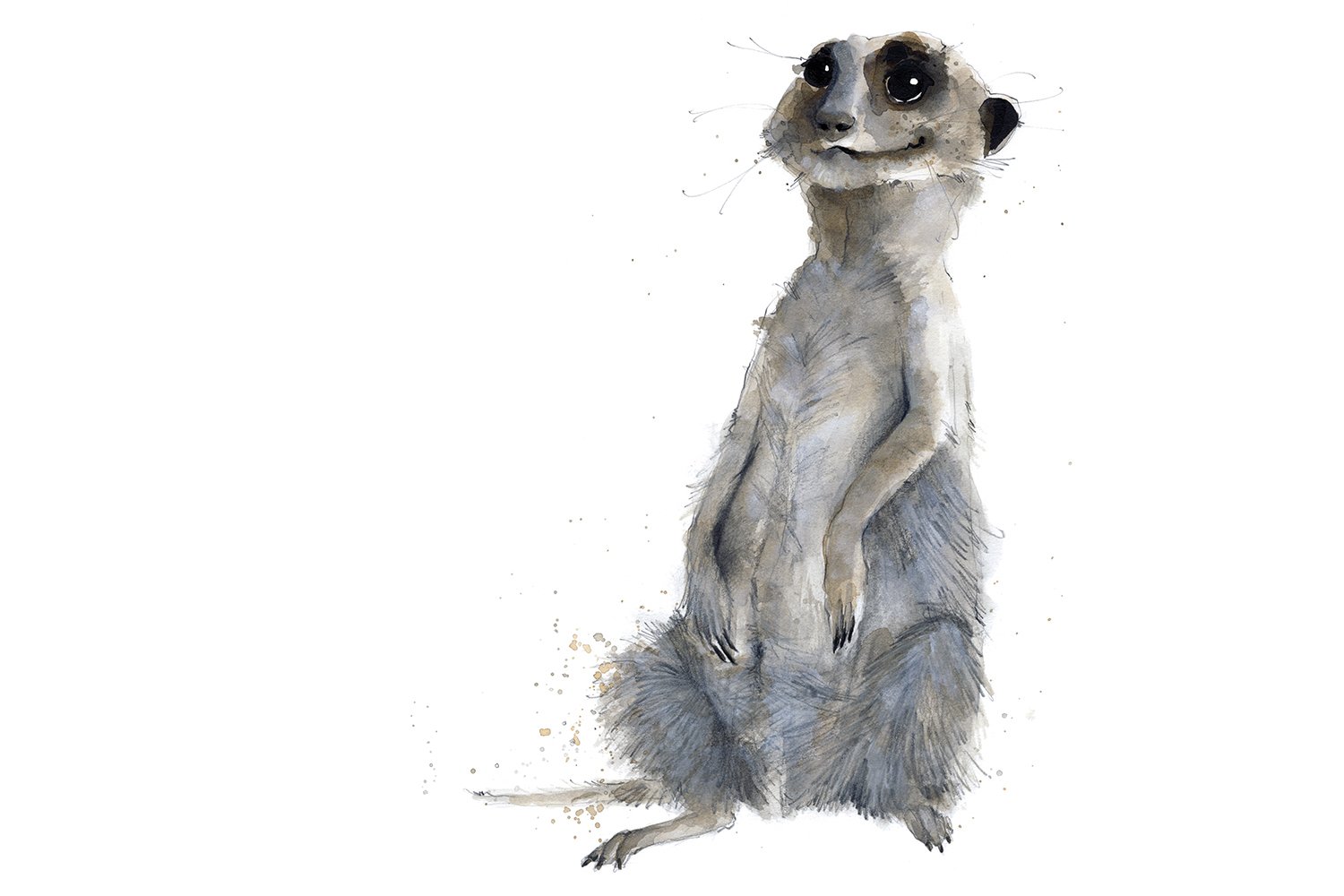 Meerkat