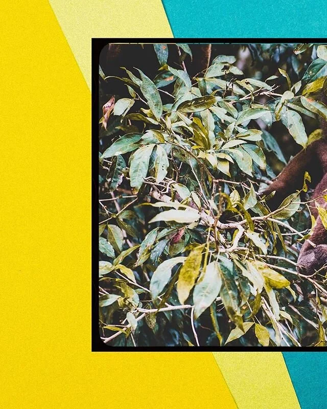 They say a billion species have died in Australia this month. The Amazon burned last year where one in ten of all life exists, and even where fire can’t reach, the Washington post claims that 56% of fish stocks are in decline, or already collap