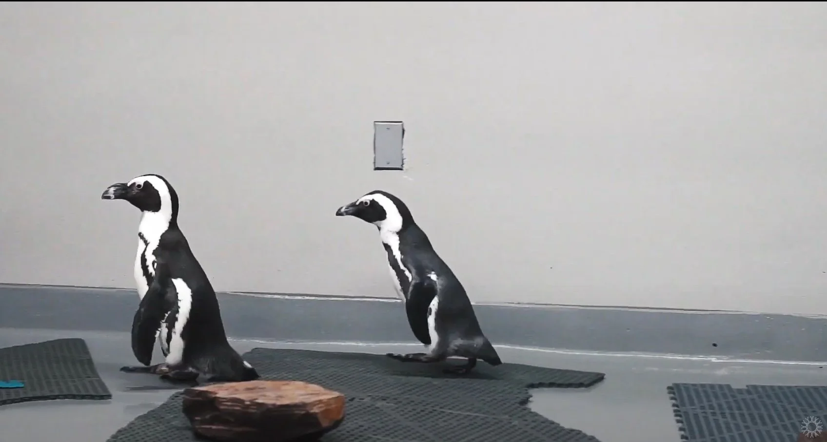 Penguins!: Client Project