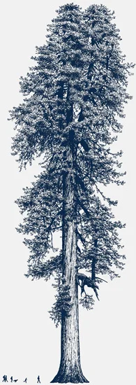 tree550.jpg