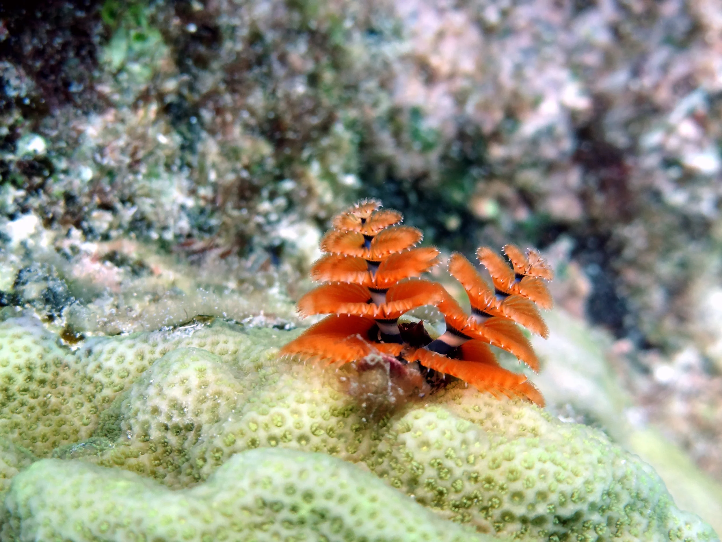 Christmas Tree Worm, Molasses.jpg