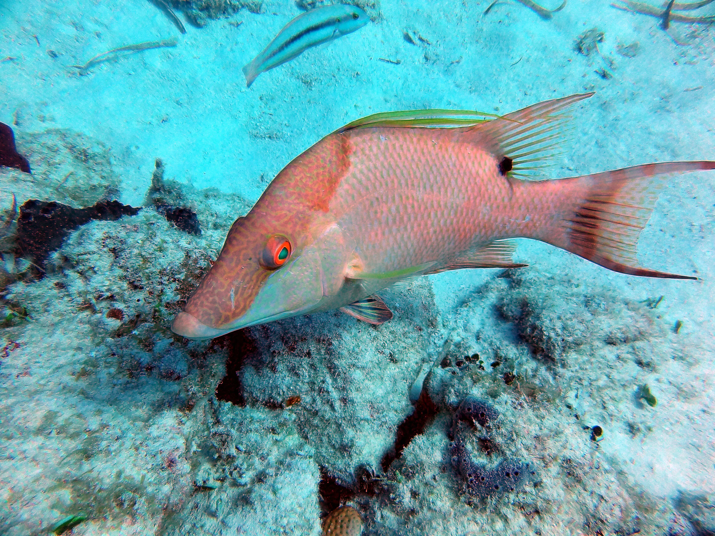 Hogfish, Nursery (4).jpg