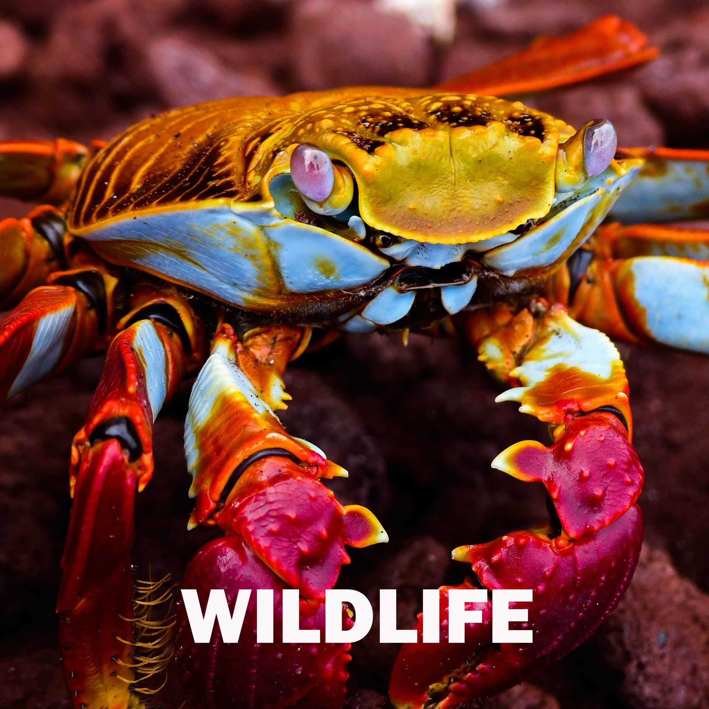 wildlife.jpg