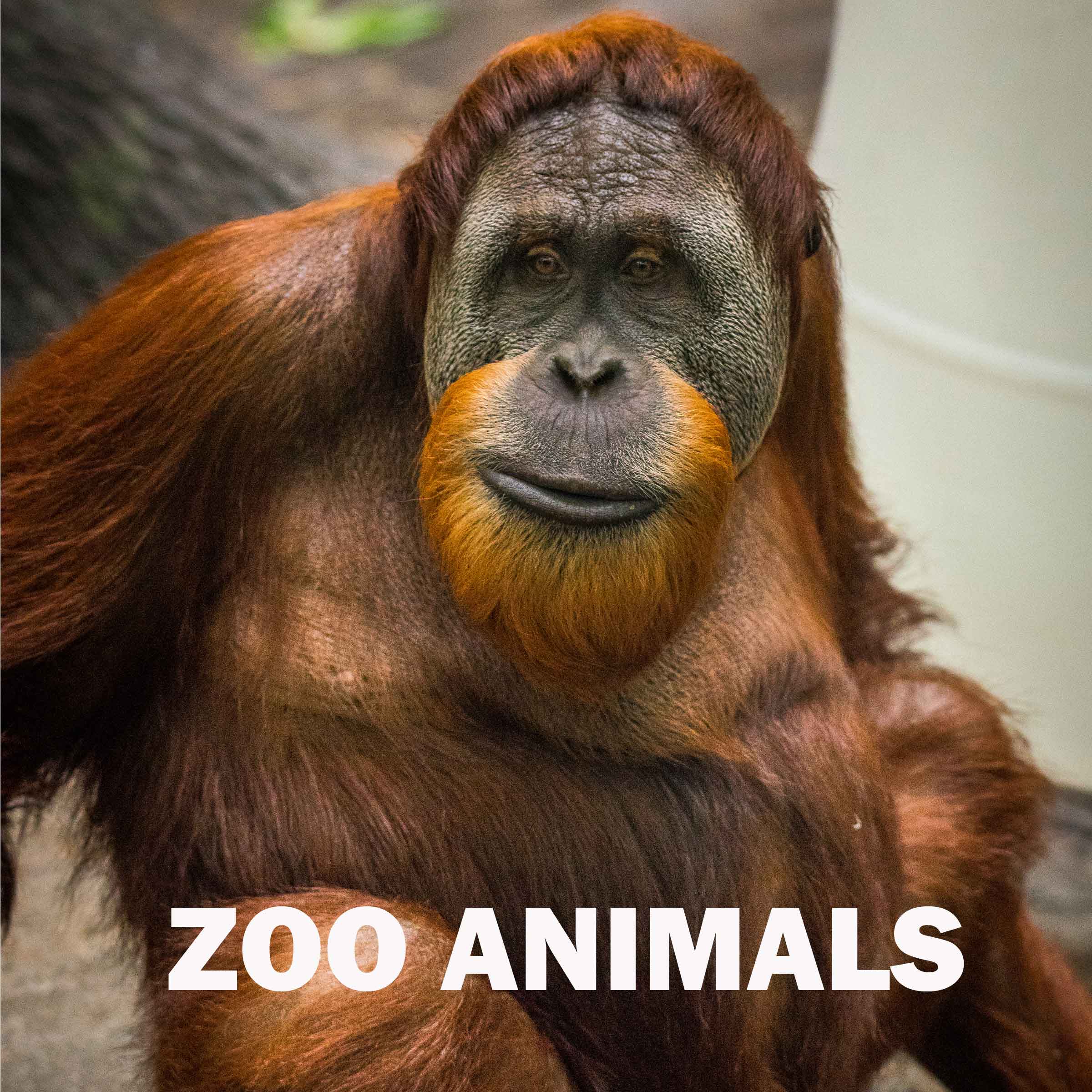 zoo-animals.jpg