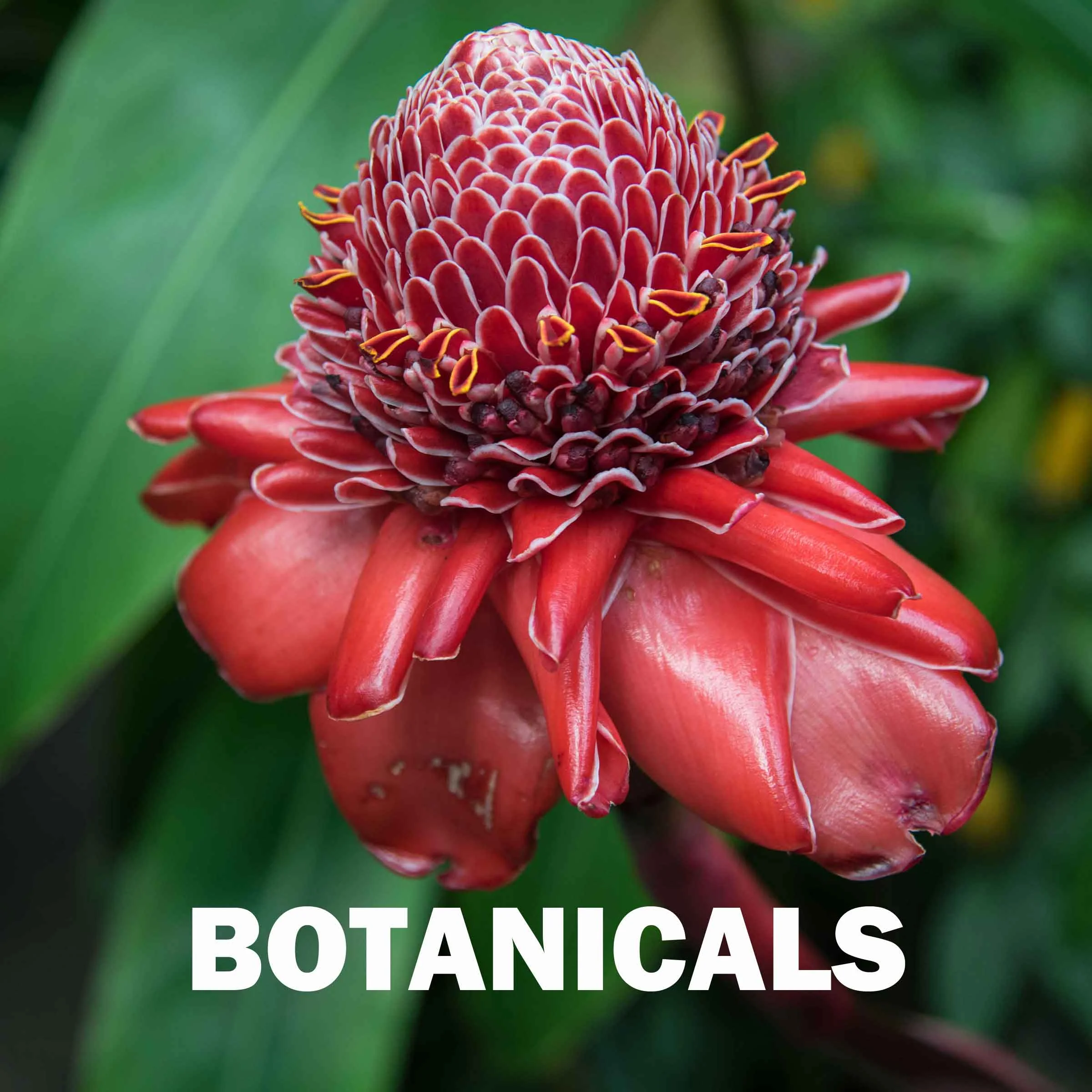 botanicals.jpg