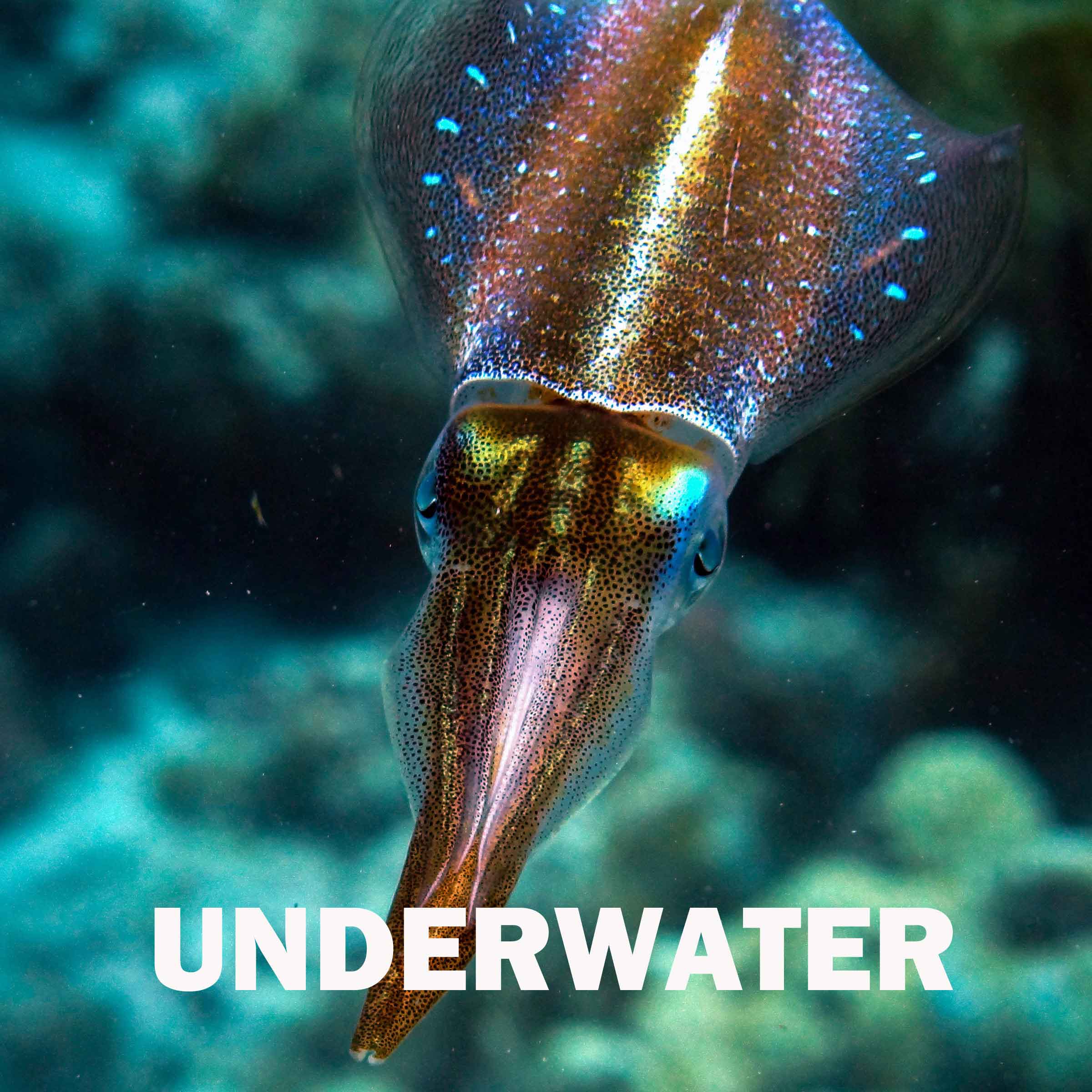 underwater.jpg