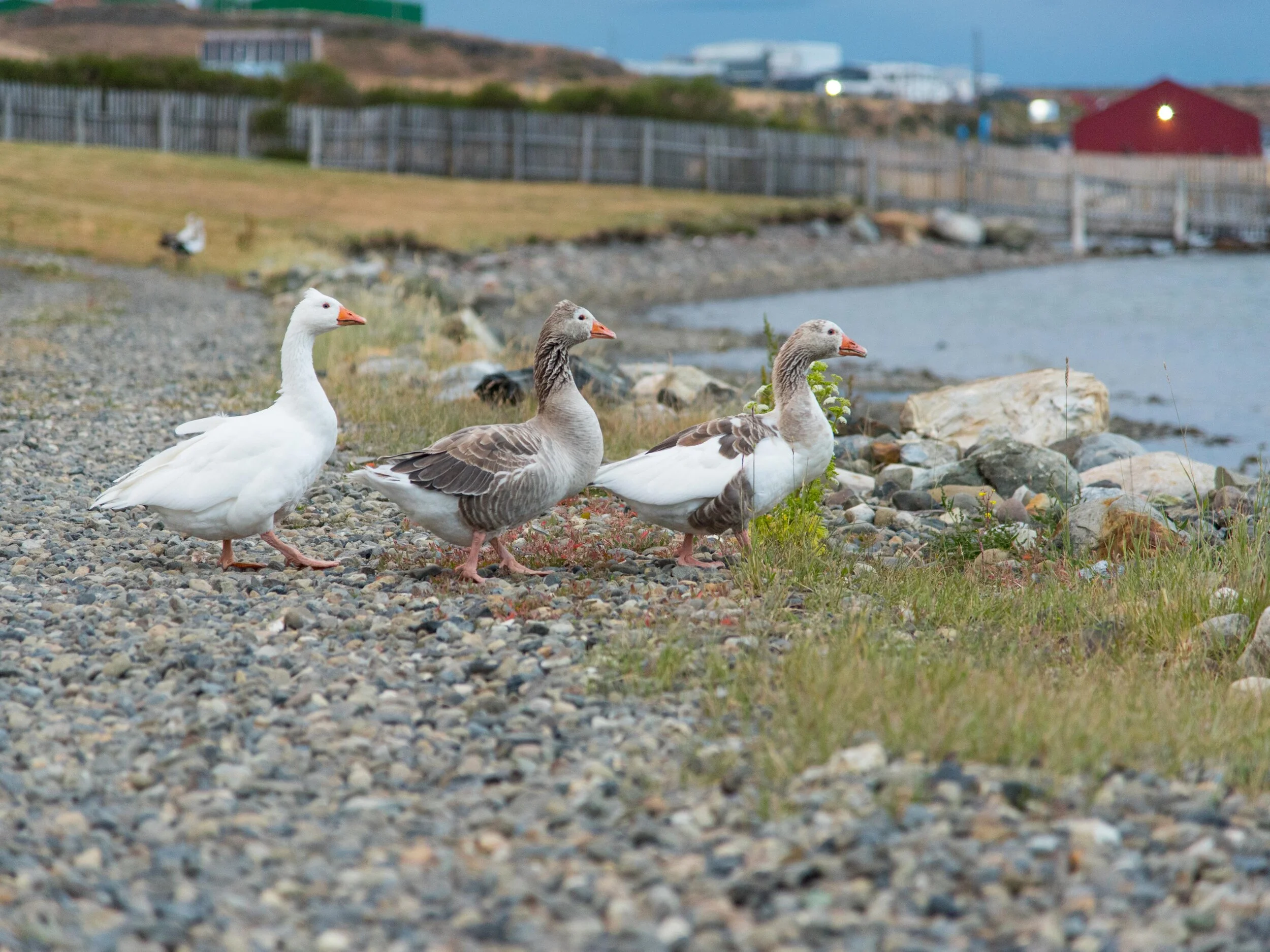 DSC_6298.jpg